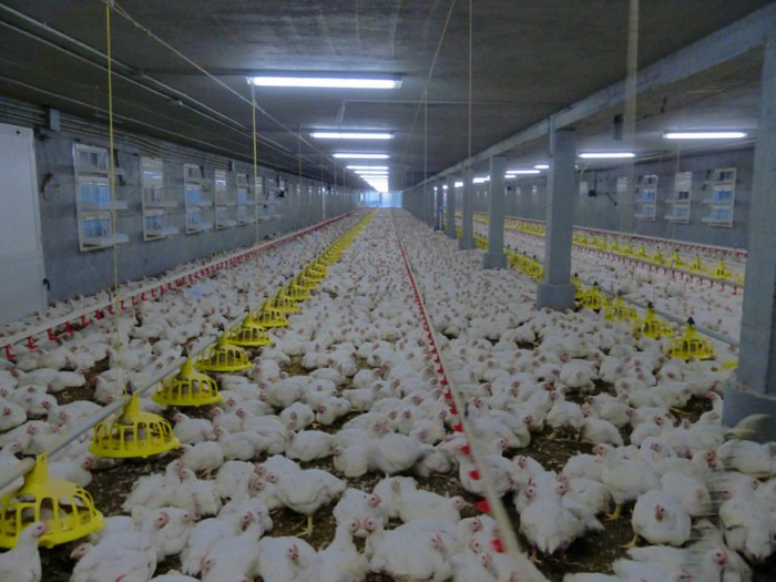 poultry farm management
